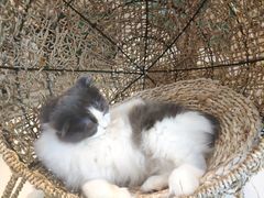 -飞行喵MR PILOT|猫舍·猫咖(静安大融城店)