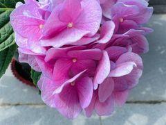 -金科花卉市场