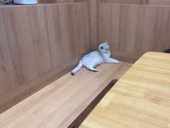 -是阿柴呀！柴犬咖啡·爱喵喵猫咖