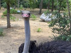 -大连森林动物园