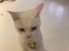 -猫色咖啡·猫咖