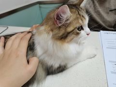 -艾贝尔宠物医院 ·中兽医·宠保定点(北门桥店)