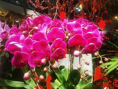 -循礼门鲜花花市(武汉循礼门店)