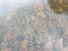 -靖西鹅泉风景区