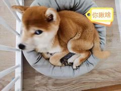 -柴迷FANS CLUB·柴犬狗咖·猫咖
