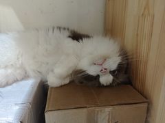 -滚猫咖啡·猫咖·猫友好撸猫(未来城店)