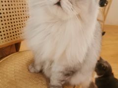 -猫友咖啡店(玉林西路店)