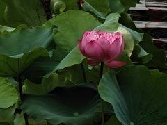 -莲花池公园