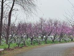 -上海海湾国家森林公园