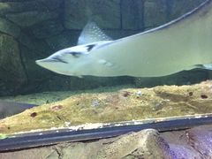 -悉尼海洋生物水族馆