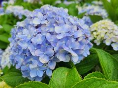 -济州森林小火车生态公园