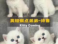 -小猫来了·猫舍(红山六九七九店)