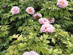-洛阳市隋唐城遗址植物园