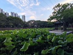 -光明港公园
