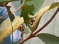 -上海大自然野生昆虫馆