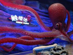 -青岛嘉年华主题乐园