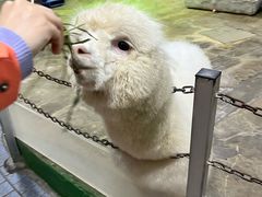 -上海大自然野生昆虫馆(东方明珠·爬宠昆虫探索中心)