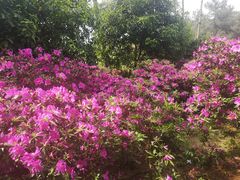 -南山植物园