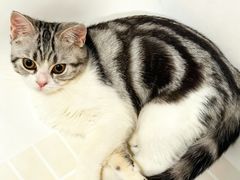 -lincat·猫舍(广州店)