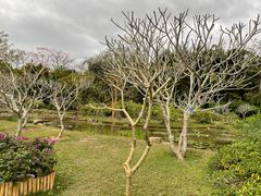 -中国科学院西双版纳热带植物园