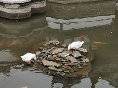 -豫园湖心亭茶楼