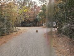 -上海海湾国家森林公园