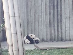 -成都大熊猫繁育研究基地