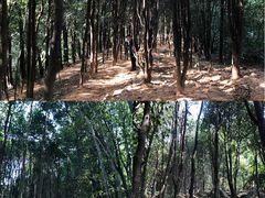 -火炉山森林公园