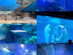 -海合安武汉极地海洋公园