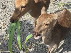-鹿境梅花鹿生态园区