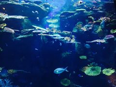 -暹罗海洋世界