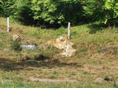 -北京野生动物园