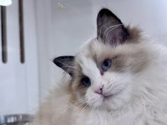 -青奢宠物·青奢猫舍