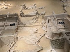 -洛阳周王城天子驾六博物馆