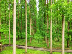 -黄海国家森林公园