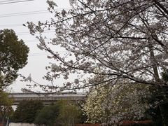 -外高桥保税区南(地铁站)