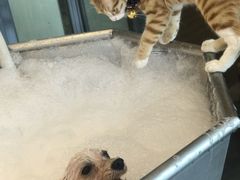 -PETKIT小佩宠物(古北店)