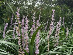 -成都市活水公园