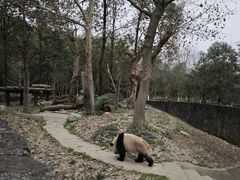 -都江堰中华大熊猫苑