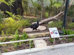 -新加坡飞禽公园