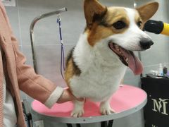 -宠福鑫康馨动物医院·骨科·眼科