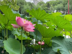 -陈家山荷花公园