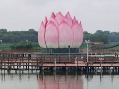 -荷花大观园