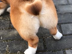 -佳百利宠物(荣乐中路115弄小区店)