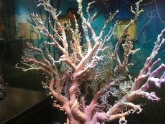 -绮丽珊瑚(台北101旗舰门市店)