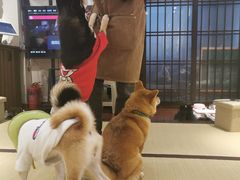 -逗柴咖啡屋·狗咖猫咖宠物桌游