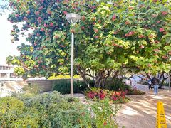 -华特·迪士尼音乐厅