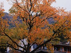 -塔川景区