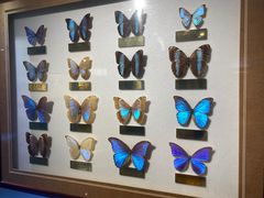 -上海昆虫博物馆