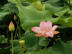 -荷塘月色湿地公园·向阳花洲